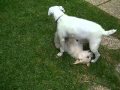 Jack Russell Terrier vs 11 Week Old Lab Puppy